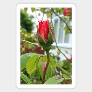 red rosebud Sticker